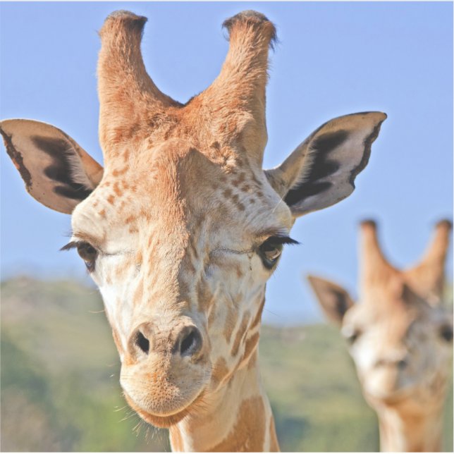 Gentle Giraffe Faces Close Up Against a Blue Sky (Front)