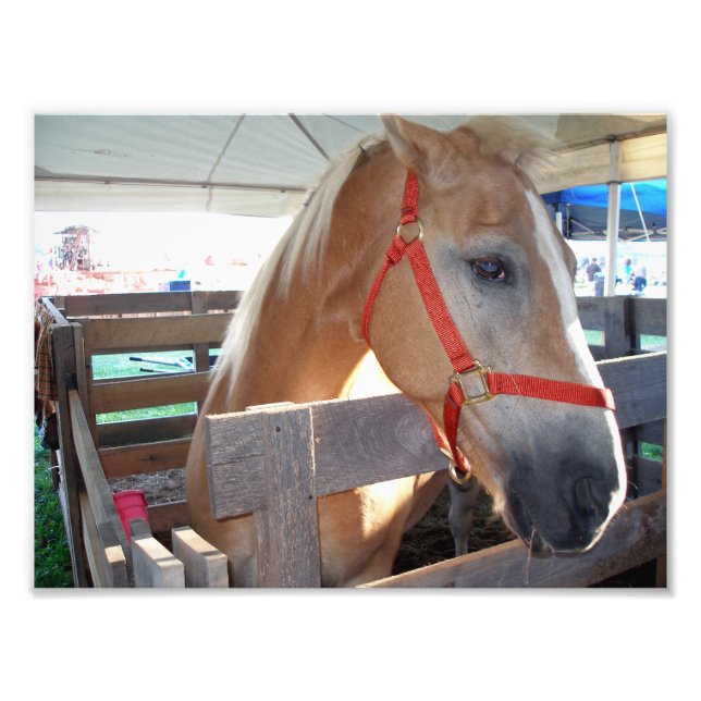 Gentle Horse Photo Print (Front)