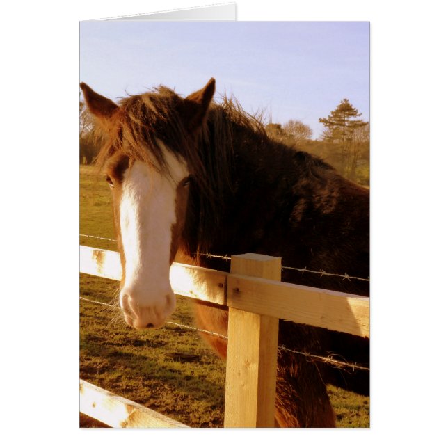 Gentle Horse White Blaze (Front)
