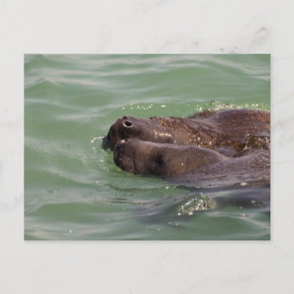 Gentle Love Postcard