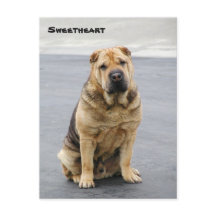 Gentle Shar Pei Post Card