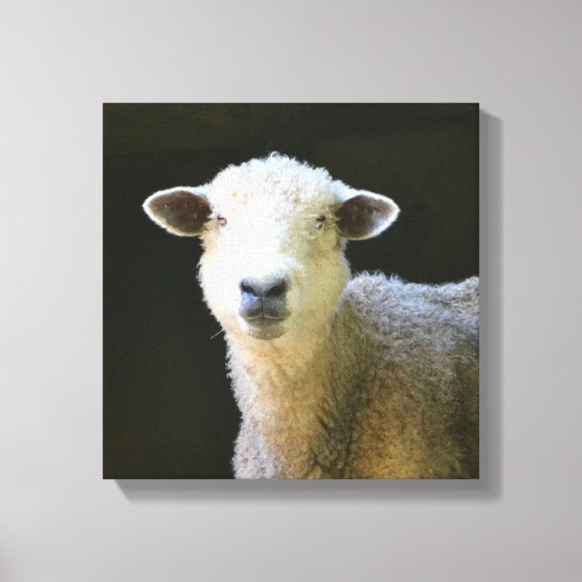 Gentle Sheep Canvas Print (Front)