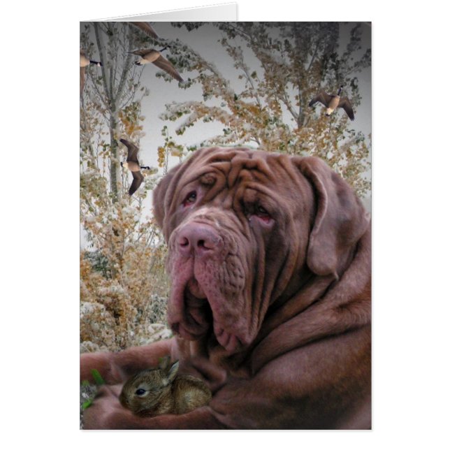 Gentle Side - Neopolitan Mastiff (Front)