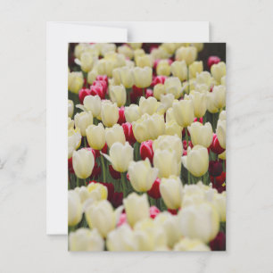 Gentle Spring Flowers Postcard