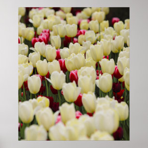 Gentle Spring Flowers Poster