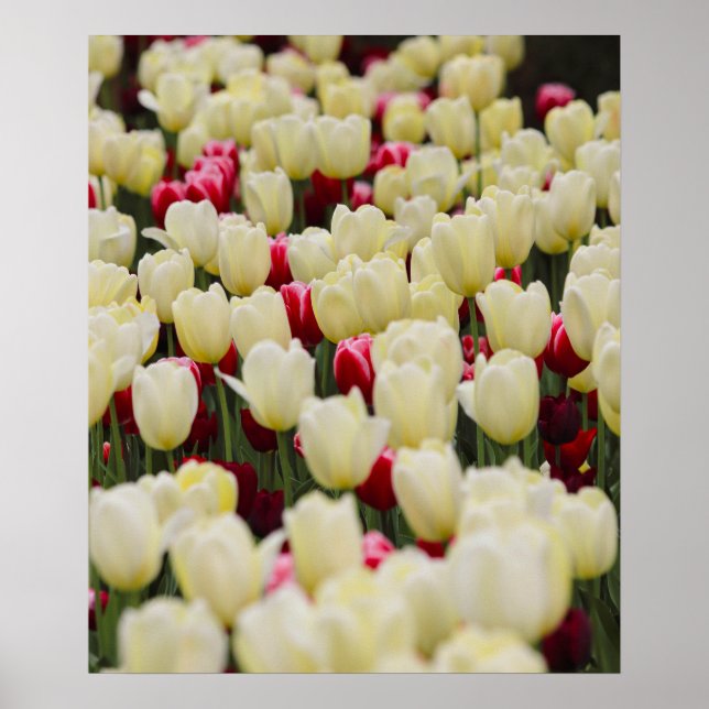 Gentle Spring Flowers Poster (Front)