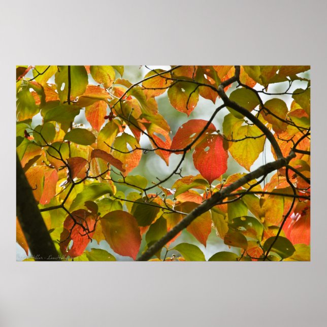 Gentle Transitions Autumn Leaves Poster (Front)