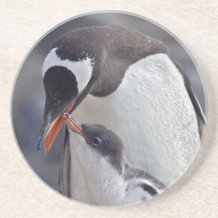 Gentoo and Chick Coaster