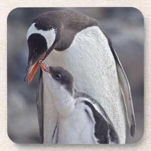 Gentoo and Chick Set of 6 Coasters