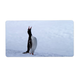 Gentoo penguin