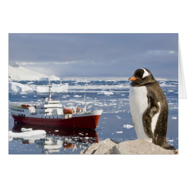 Gentoo Penguin (Front Horizontal)