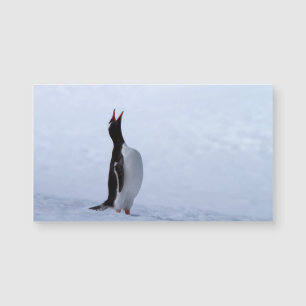 Gentoo penguin