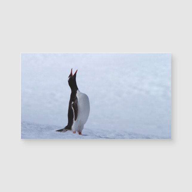 Gentoo penguin (Front)