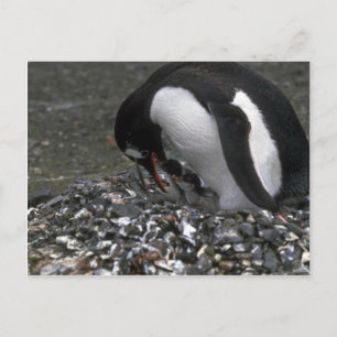 Gentoo Penguin - Adult With Small Chicks In Nest Postcard