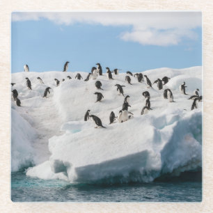 Gentoo Penguin Antarctica Iceberg Playtime Glass Coaster