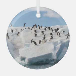 Gentoo Penguin Antarctica Iceberg Playtime Glass Tree Decoration