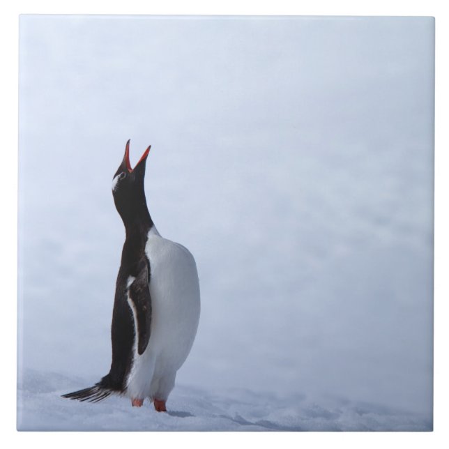 Gentoo penguin ceramic tile (Front)