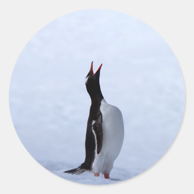 Gentoo penguin classic round sticker (Front)