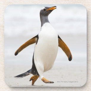 Gentoo Penguin Coaster