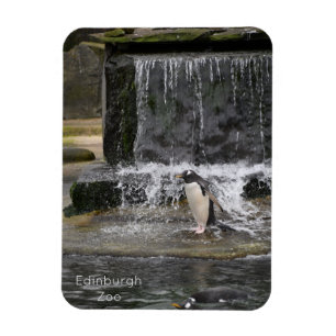 Gentoo Penguin & Friends Edinburgh Zoo Scotland Magnet