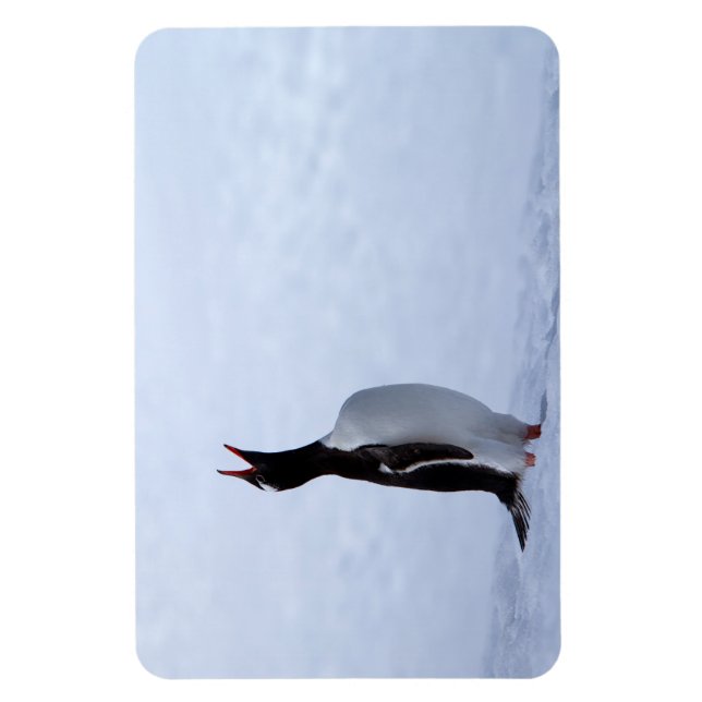 Gentoo penguin magnet (Vertical)