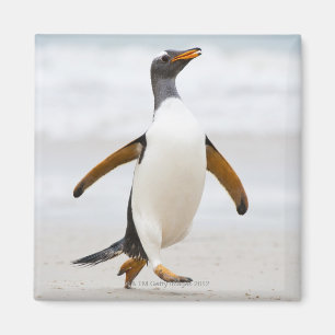Gentoo Penguin Magnet
