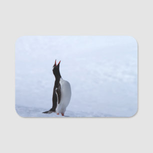 Gentoo penguin name tag