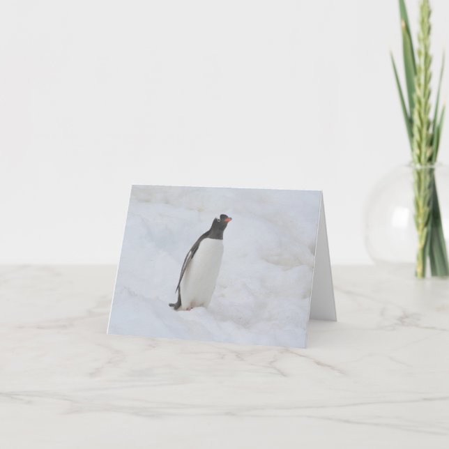 Gentoo penguin (Neko) card (Front)