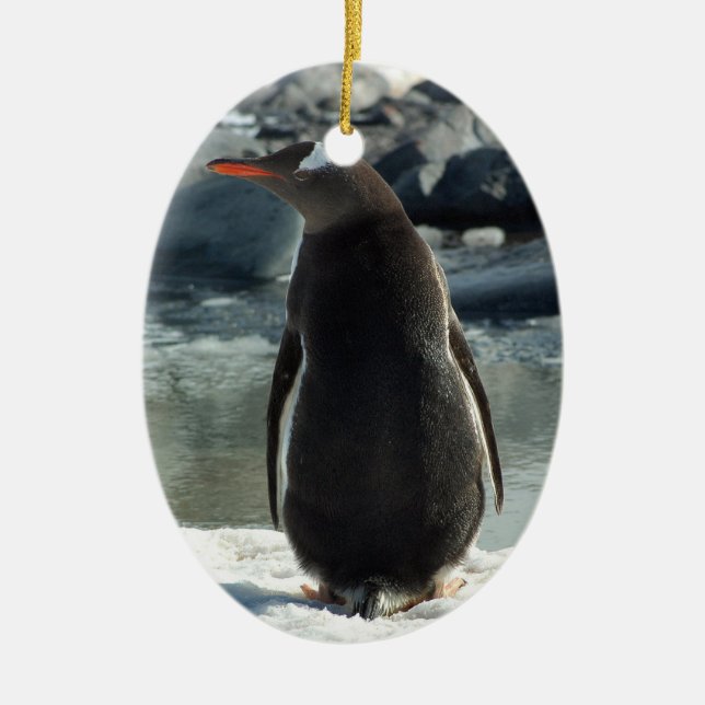 Gentoo Penguin Ornament (Front)