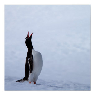 Gentoo penguin poster
