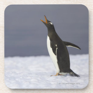 Gentoo penguin (Pygoscelis papua) adult bird Coaster