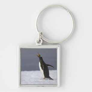 Gentoo penguin (Pygoscelis papua) adult bird Key Ring