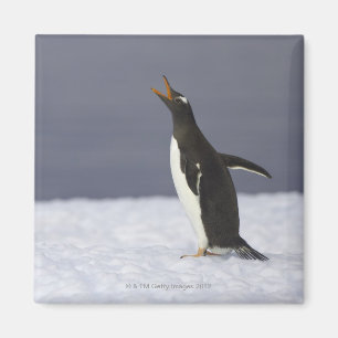 Gentoo penguin (Pygoscelis papua) adult bird Magnet