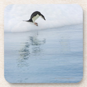 Gentoo penguin (Pygoscelis papua) Coaster
