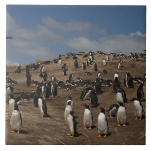 Gentoo Penguin (Pygoscelis papua) colony on West Ceramic Tile