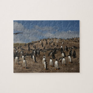 Gentoo Penguin (Pygoscelis papua) colony on West Jigsaw Puzzle