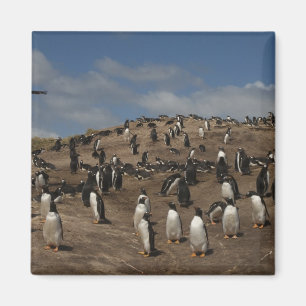 Gentoo Penguin (Pygoscelis papua) colony on West Magnet