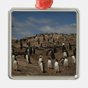 Gentoo Penguin (Pygoscelis papua) colony on West Metal Ornament