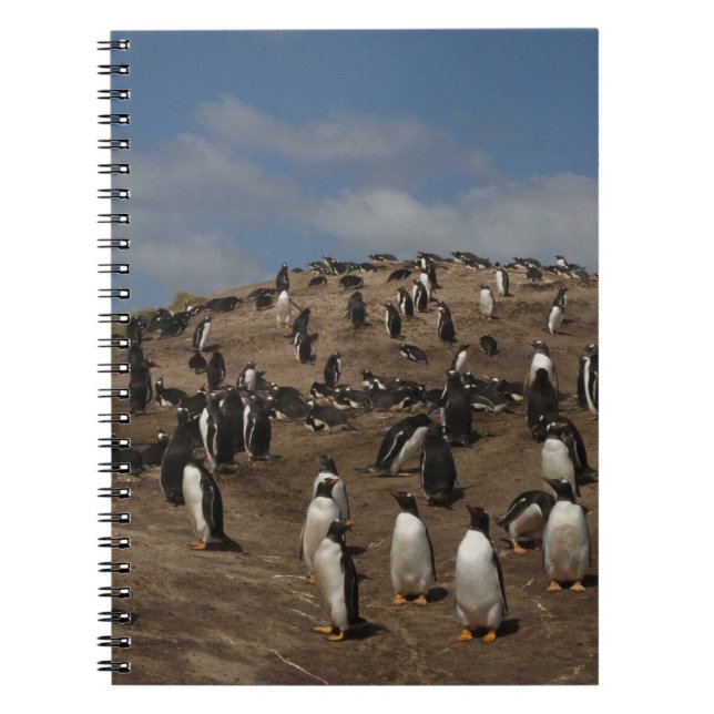 Gentoo Penguin (Pygoscelis papua) colony on West Notebook (Front)