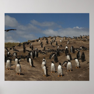 Gentoo Penguin (Pygoscelis papua) colony on West Poster