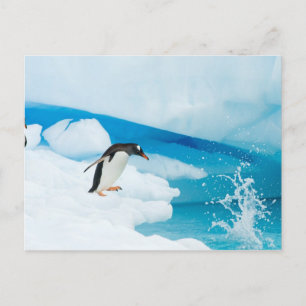 gentoo penguin, Pygoscelis Papua, jumping off Postcard