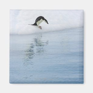 Gentoo penguin (Pygoscelis papua) Magnet