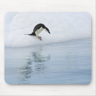 Gentoo penguin (Pygoscelis papua) Mouse Pad