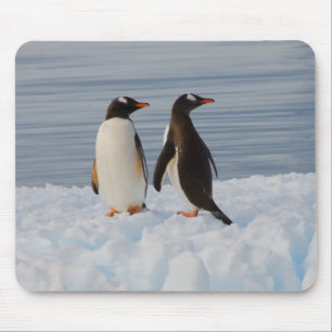 gentoo penguin, Pygoscelis Papua, on glacial ice Mouse Pad