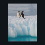 gentoo penguin, Pygoscelis Papua, on glacial ice Postcard<br><div class="desc">COPYRIGHT Steve Kazlowski / DanitaDelimont.com | AN02 SKA0094.jpg | gentoo penguin,  Pygoscelis Papua,  on glacial ice off the western Antarctic Peninsula,  Antarctica,  Southern Ocean</div>