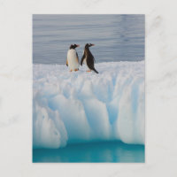 gentoo penguin, Pygoscelis Papua, on glacial ice