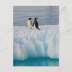 gentoo penguin, Pygoscelis Papua, on glacial ice Postcard