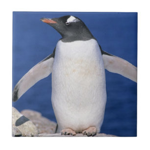 Gentoo Penguin Pygoscelis papua) Port Ceramic Tile