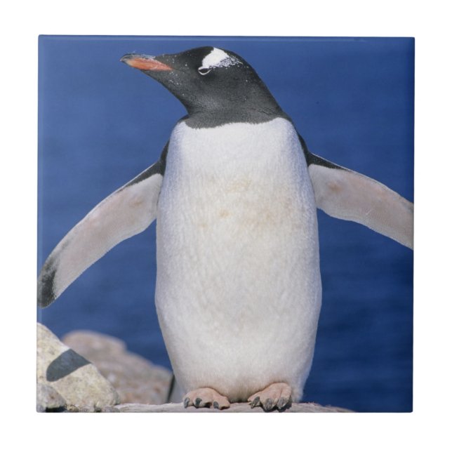 Gentoo Penguin Pygoscelis papua) Port Ceramic Tile (Front)