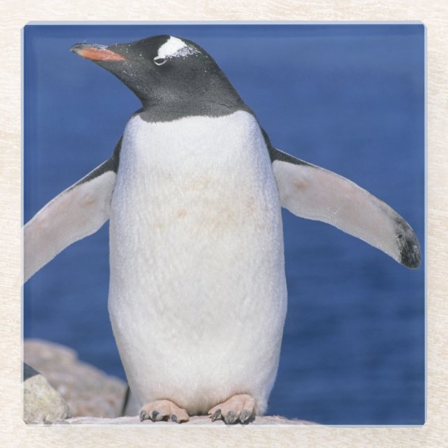 Gentoo Penguin Pygoscelis papua) Port Glass Coaster (Front)